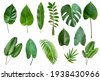 exotic leaves