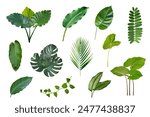 Set of tropical leaves isolated on white background. Tropical leaves exotic foliage.