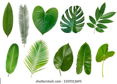 Set of Tropical leaves isolated on white background. - Shutterstock ID 1559313695