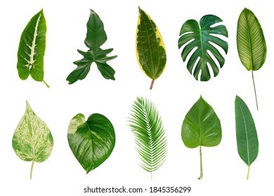 Set of Tropical leaves isolated on white background. Tropical exotic foliage - Shutterstock ID 1845356299