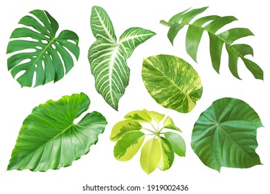 Set of Tropical Leaves Isolated on White Background with Clipping Path