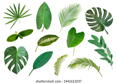 Set of Tropical leaves isolated on white background. Tropical exotic foliage. - Shutterstock ID 1941613237