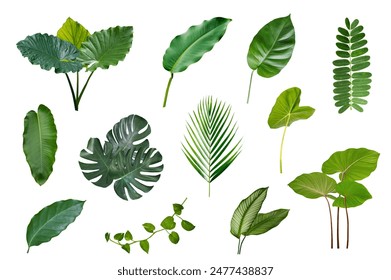 Set of tropical leaves isolated on white background. Tropical leaves exotic foliage. - Powered by Shutterstock