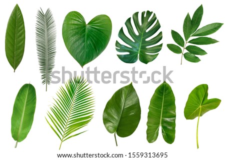 Set of Tropical leaves isolated on white background.