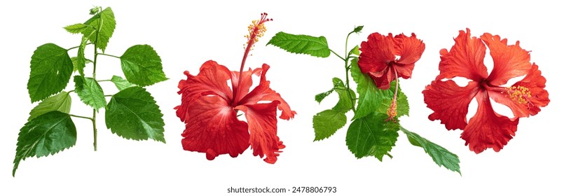 Set of tropical red hibiscus flowers isolated on white background - Powered by Shutterstock