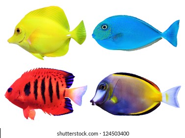 Set Of Tropical Sea Fish Isolated On White Background