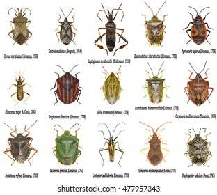 Set Of True Bugs Of Europe - Hemiptera