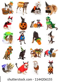 Set Of Twenty Cute And Funny Pet Photos With Halloween Costumes And Props. Isolated On White.