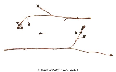Set of twigs with dry black berries isolated on white