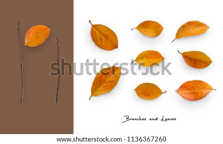Set of twigs and leaves. Autumn collection of isolated objects. Top view. Minimal concept.