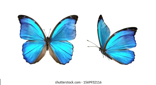 Se colocan dos bellas mariposas tropicales azules con las alas esparcidas y en vuelo aislado sobre fondo blanco, macro de primer plano.