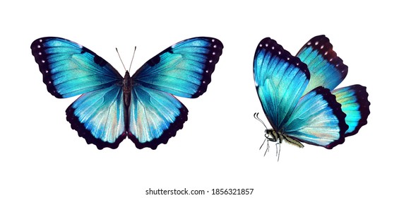 Set two beautiful blue turquoise tropical butterflies with wings spread and in flight isolated on white background, close-up macro. - Shutterstock ID 1856321857