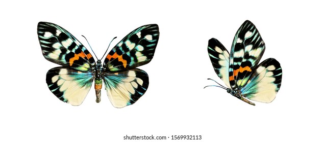 Установите две красивые красочные яркие разноцветные тропические бабочки с расправленными крыльями и в полете, изолированные на белом фоне, макросъемка крупным планом.