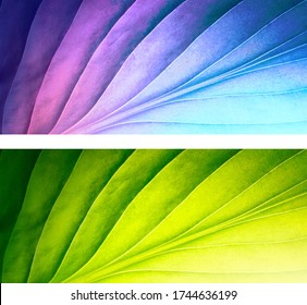 Set of two beautiful colorful natural textures tropical leaf with streaks close-up macro. Transition of color from dark to light in green and purple-pink blue-violet tones.