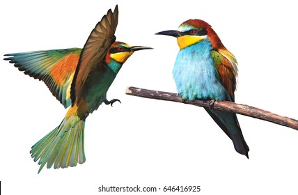 Set Of Two Exotic Birds Flying Another One Sitting On A White Background.wild Bird