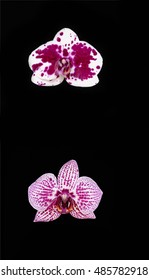Set of two orchids isolated