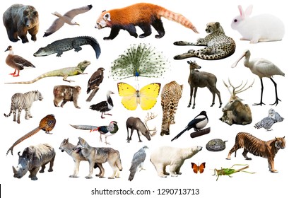 Set Various Asian Isolated Wild Animals Stock Photo 1290713713 ...