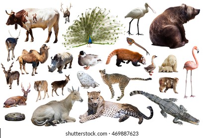 105,182 Zoology Isolated White Images, Stock Photos & Vectors 