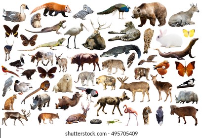 Set various asian isolated wild animals including birds  mammals  reptiles   insects