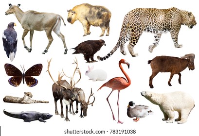 Set of various asian isolated wild animals including birds, mammals, reptiles and insects - Shutterstock ID 783191038