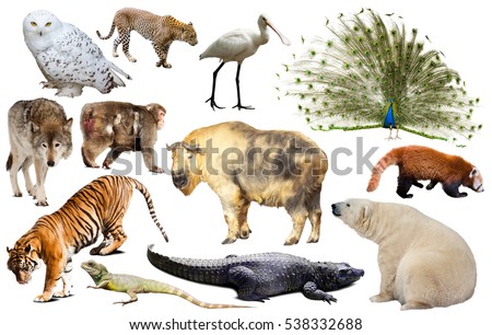 Set of various asian isolated wild animals including birds, mammals, reptiles and insects