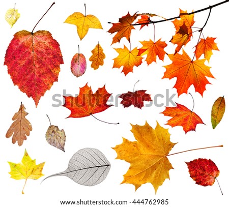 set of various autumn leaves isolated on white background