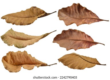 Set of various brown dry leaves isolated on white background. Colorful of autumn season - Powered by Shutterstock