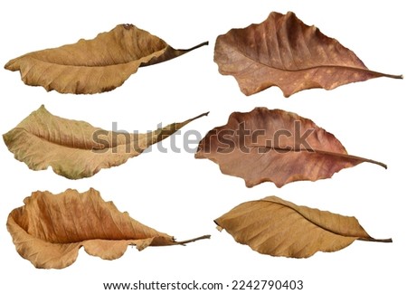 Set of various brown dry leaves isolated on white background. Colorful of autumn season