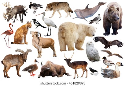 Conjunto de diferentes especies europeas aisladas en animales salvajes blancos, incluidas aves y mamíferos