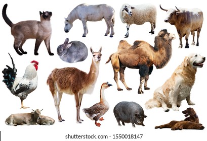 Set Various Farming Animals Including Cattle Stock Photo 1550018147 ...