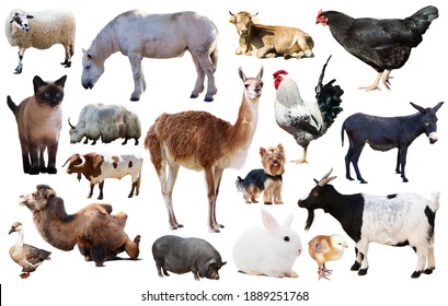 Set Various North American Wild Animals Stock Photo 662542612 ...