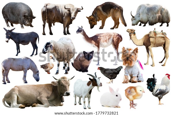 Set Various Farming Animals Including Cattle Stock Photo 1779732821 ...