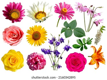 Multicolored Petunia Flowers On Transparent Background Stock Photo ...