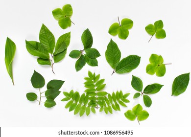 Set Of Various Forest Plant Leaves On White Background. Top View, Flat Lay.