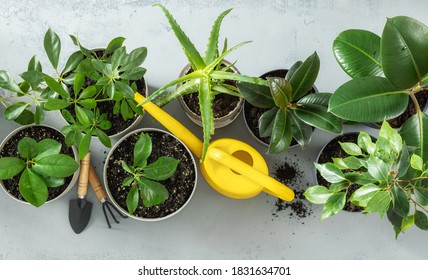 Set Of Various House Plants With Watering Can And Gardening Tool Top View