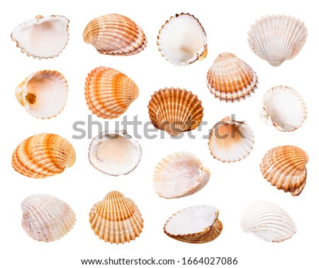 set of various shells of cockles isolated on white background