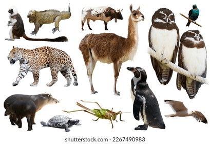 Set various south american wild birds  animals  reptiles   insects isolated white 