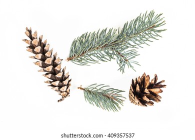 Vintage Fir Illustration Hand Drawn Norway Stock Vector (Royalty Free ...