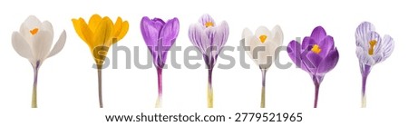 set of various types of crocuses of different colors isolated on white