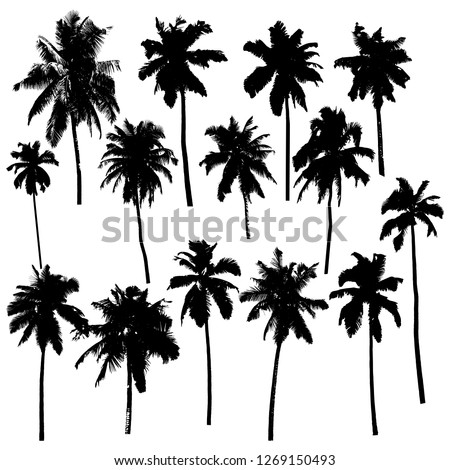 Set of vector silhouettes of palm trees isolated on white background