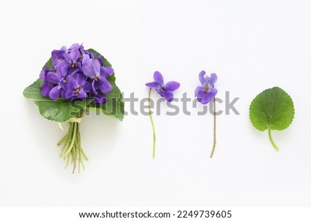 Set of viola odorata flowers, bouquet, flower and leaf on white background, table top view. Real studio shot from above. ストックフォト © 