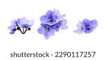 Set of violet flowers isolated on white 