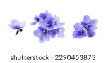 Set of violet flowers isolated on white 