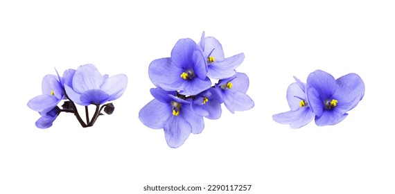 Set of violet flowers isolated on white  - Shutterstock ID 2290117257