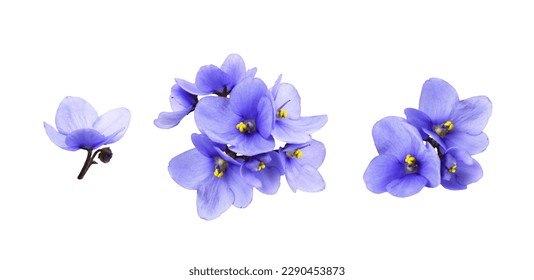 Set of violet flowers isolated on white  - Shutterstock ID 2290453873
