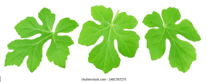 Set Of Watermelon Leaves Isolated On A White.