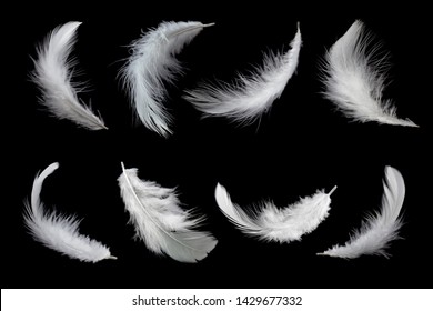 set of white feathers isolated on black background.
