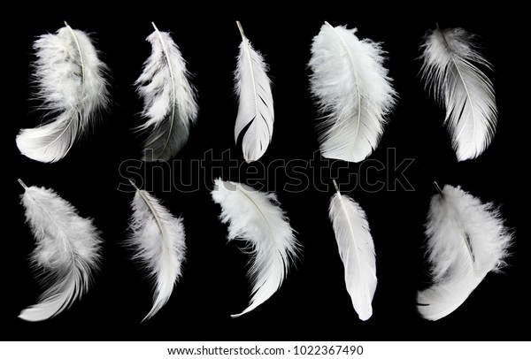 531,875 Feathers Isolated Stock Photos, Images & Photography | Shutterstock