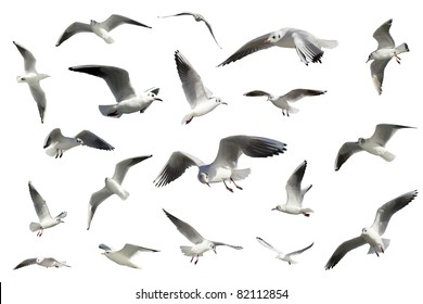 a set of white flying birds isolated. gulls