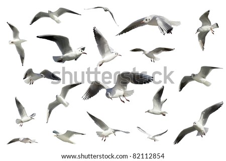 a set of white flying birds isolated. gulls
